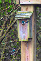 Male bard swallow in the home looking out