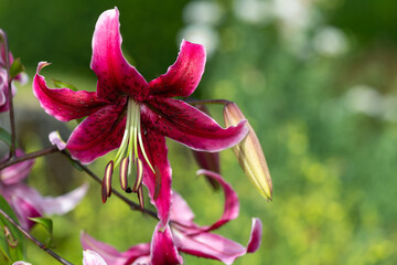 Close up of a Japanese lily (lilium speciosum) in bloom