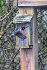 Tree swallow in home watching his mate