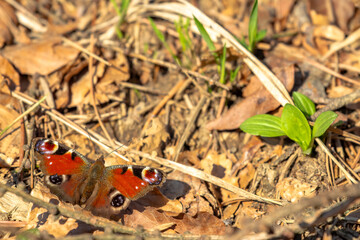Aglais io butterfly that sits on fallen leaves and warms its wings in the sun.