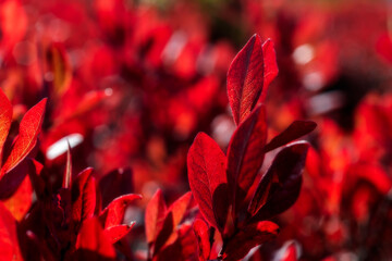 Sea of red in sunlight