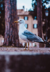 Seagull  in the city center of Rome