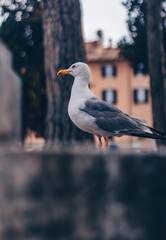 Seagull  in the city center of Rome