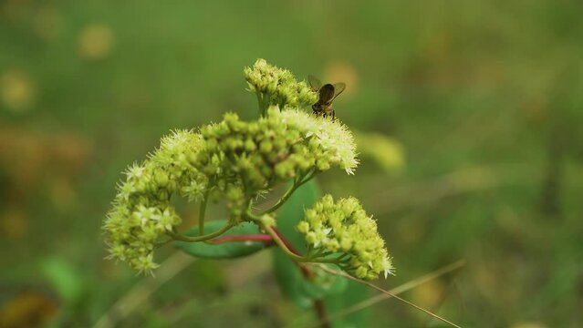 Close up of honey bee pollinating white barely blooming flower. Collecting nectar pollen on spring. Slow motion. Working bee collecting pollen diving with nose sting and paws into bud. Adults of many