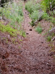Wege bei El Paso auf La Palma