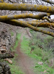 Weg durch Landschaft bei El Paso auf La Palma