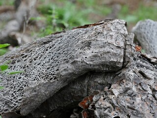 Vertrcoknetes Gerippe eines Ohrenkaktus