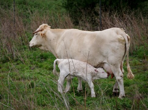 Kanarisches Rind mit Kalb bei El Paso auf La Palma