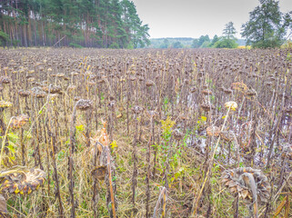 Field full of failed crops of sunflower plants, flooded with water