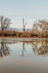 the trees on the river bank are flooded by the river
