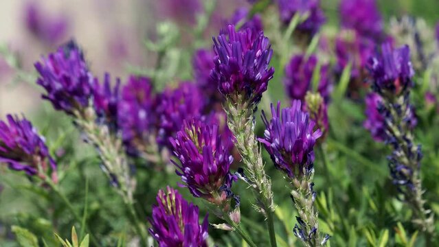 Purple flowers of milkvetch plant on a meadow in summer, Astragalus onobrychis
