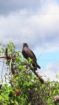 Gavi&atilde;o Carcar&aacute; na cidade de Corumb&aacute;, Estado do Mato Grosso do Sul, Brasil