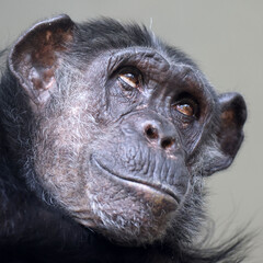 close up view of Chimpanzee (Pan troglodytes)