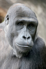 Obraz premium close up portrait of Gorilla, in nature