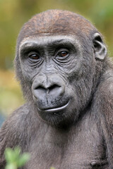 close up portrait of Gorilla, in nature
