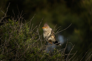 Guira cuckoos are sitting on the branch near the Atlantic coast. Guira guira in Argentina. Cuckoo in the park near San Clemente