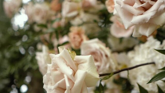 wedding arch of white rose flowers on the river bank before the wedding ceremony of the bride and groom, festive romantic decor
