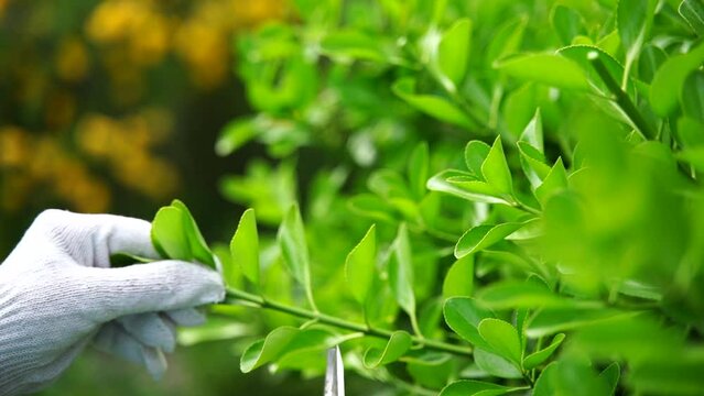 Woman garden pruner. Elderly woman prunes shrub with garden pruner. Advertising garden tool for pruning trees and shrubs seen in action.