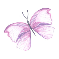 pink butterfly Watercolor colorful butterflies, isolated on white background. pink and lilac butterfly spring illustration Butterfly. Element for design, cards, spring web