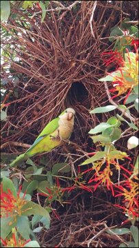 ninho de periquito na cidade de Corumb&aacute;, regi&atilde;o do Pantanal Sul, Estado do Mato Grosso do Sul, Brasil