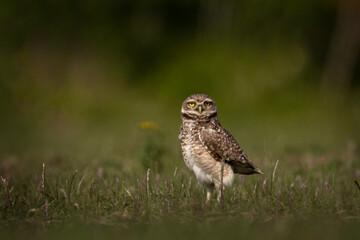 Burrowing owl is sitting on its burrow in Argentina. Athene cunicularia during day near the nest. Small owl who live in burrow.