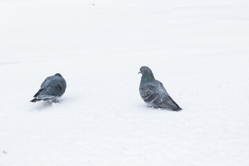 Pigeons in the snow. Birds in winter.