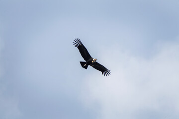 Andean condor is flying above patagonia mountains. Vultur gryphus is looking for food. Endangered...