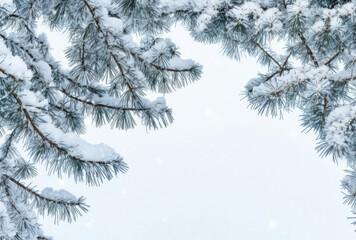 The Branches of a Pine Tree Are Covered in Snow