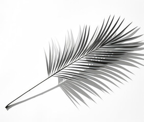 A Monochrome Capture of a Palm Frond