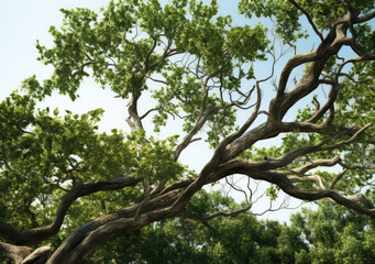 A Majestic Tree in Full Bloom