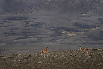 Herd of guanaco llama in Patagonia. Vast land in Argentina. Llamas in Argentina. 