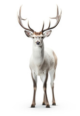 White Majestic Deer Standing Proudly