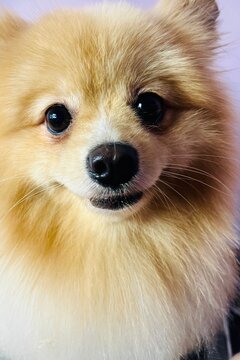 muzzle of a red spitz with a smile. pet. grooming small decorative dog breed. front view
