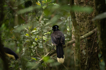 Plush crested jay is sitting on the branch in the national park Iguazu Falls. Jay in the rain forest. Black bird with white belly and blue stain on the head. 