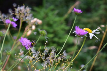 flowers in the field in summer