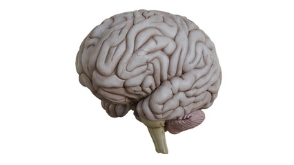 Detailed Model of Human Brain Isolated on White Background Left Side Front View