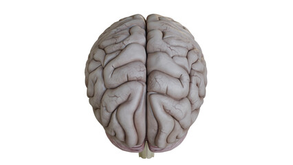 Detailed Model of Human Brain Isolated on White Background Top Back View
