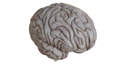 Detailed Model of Human Brain Isolated on White Background Top Front Right Side View