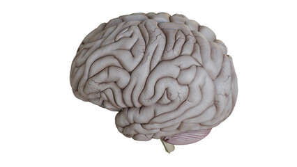 Detailed Model of Human Brain Isolated on White Background Top Left Side View