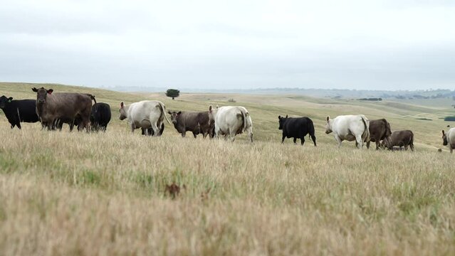 beef cows in a dry field grazing in Australia