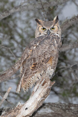 Great Horned Owl at Bentsen Rio Grande State Park, Mission, Texas