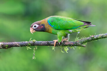 Brown-hooded Parrot (Pyrilia haematotis) at La Laguna del Lagarto Lodge, Boca Tapada, San Carlos, Costa Rica