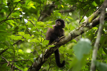 Black capuchin monkey in Iguazu falls national park. Sapajus nigritus in the rainforest. Small dark monkeys is climbing up in Argentina forest.