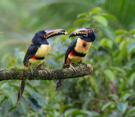 Two Collared Aracari (Pteroglossus torquatus) Sharing Banana