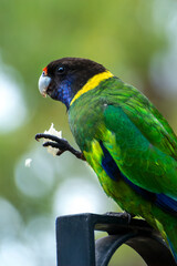 An Australian Ringneck also known as the Twenty-eight Parrot,