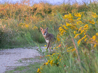 A Ghost Wolf of Galveston Island (hybrid of coyote and red wolf)