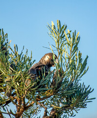 The Short-Billed Black Cockatoo (Calyptorhynchus latirostris), also known as Carnaby's Black Cockatoo, is a large black cockatoo endemic to southwest Australia. © Imagevixen