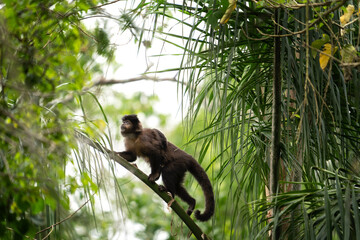 Black capuchin monkey in Iguazu falls national park. Sapajus nigritus in the rainforest. Small dark...