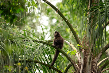 Black capuchin monkey in Iguazu falls national park. Sapajus nigritus in the rainforest. Small dark monkeys is climbing up in Argentina forest.