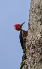 Lineated Woodpecker (Dryocopus lineatus), Costa Rica